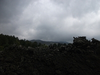 ova Gussonea-20110529 206